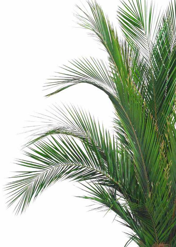 palmesus