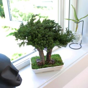 Bonsai-tre H:30 cm
